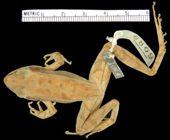 Media type: image; Herpetology A-8809